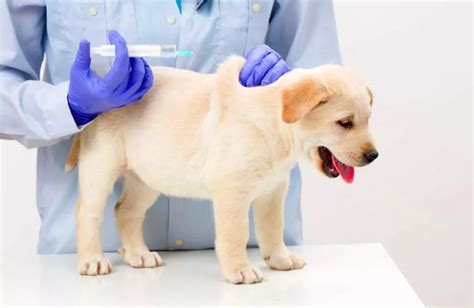 Köpeklerde Aşı Ne Zaman Yapılır? 